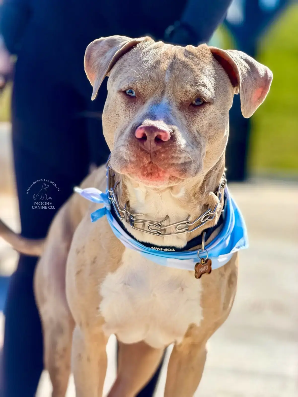 A happy pit bull in a training collar