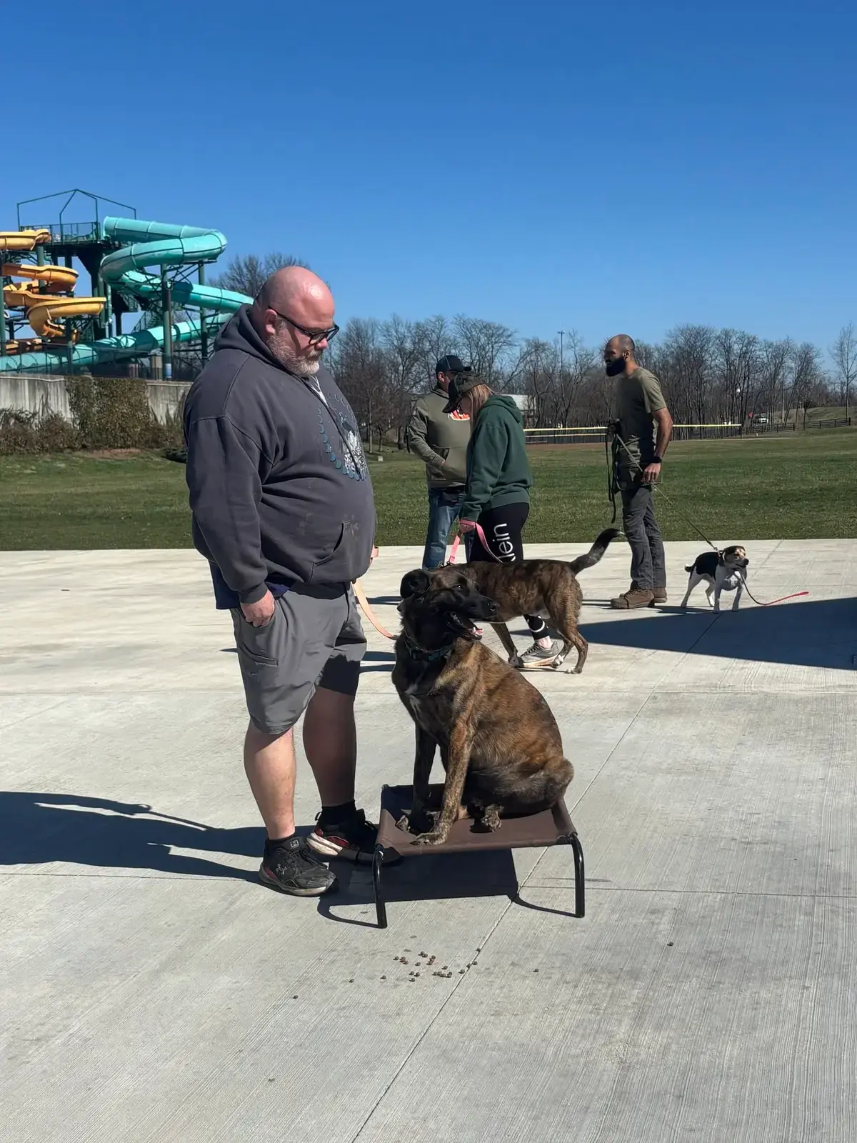 Owners walking their dogs together