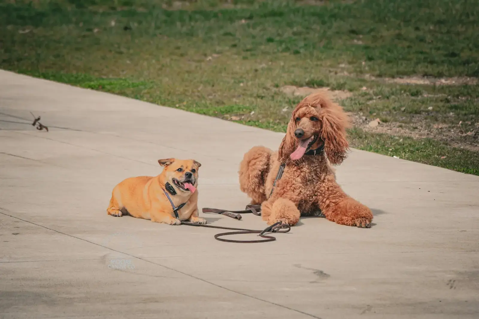 Two puppies resting in the grass after training