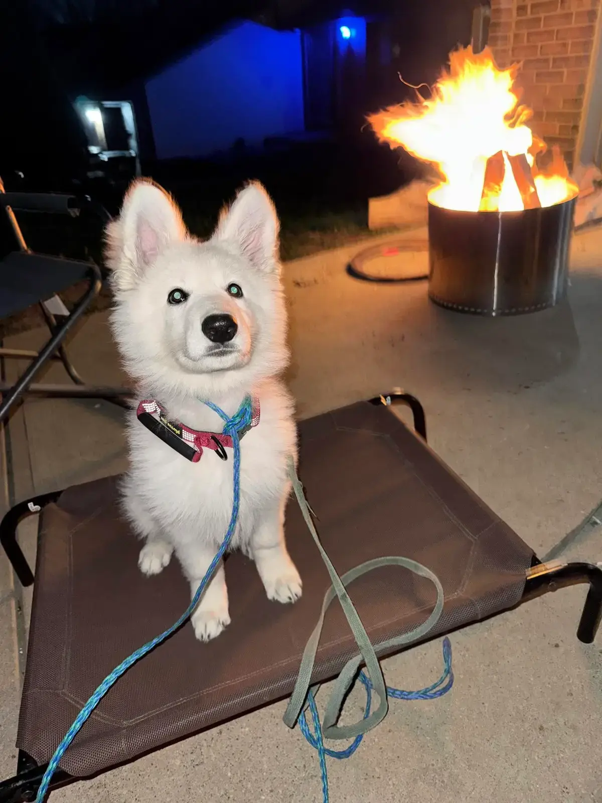A fluffy white dog