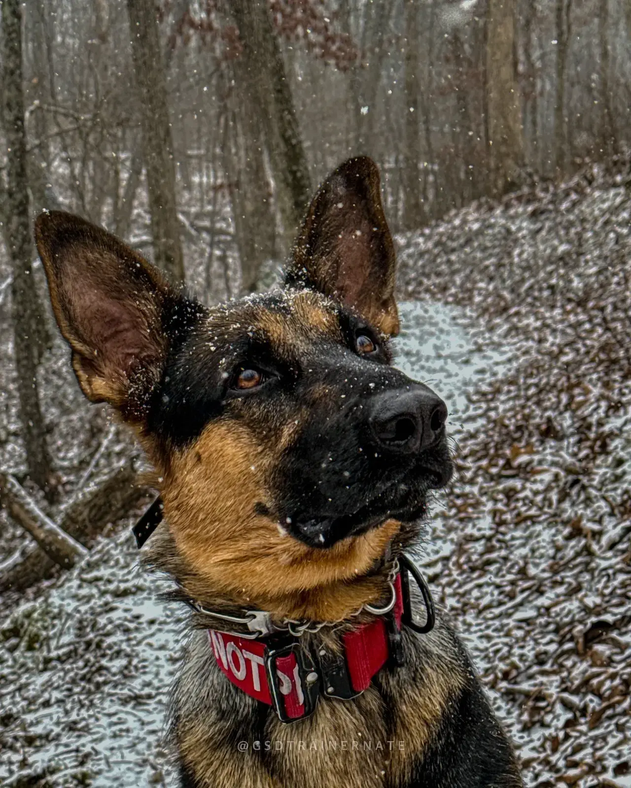 A German Shepherd with a tennis ball