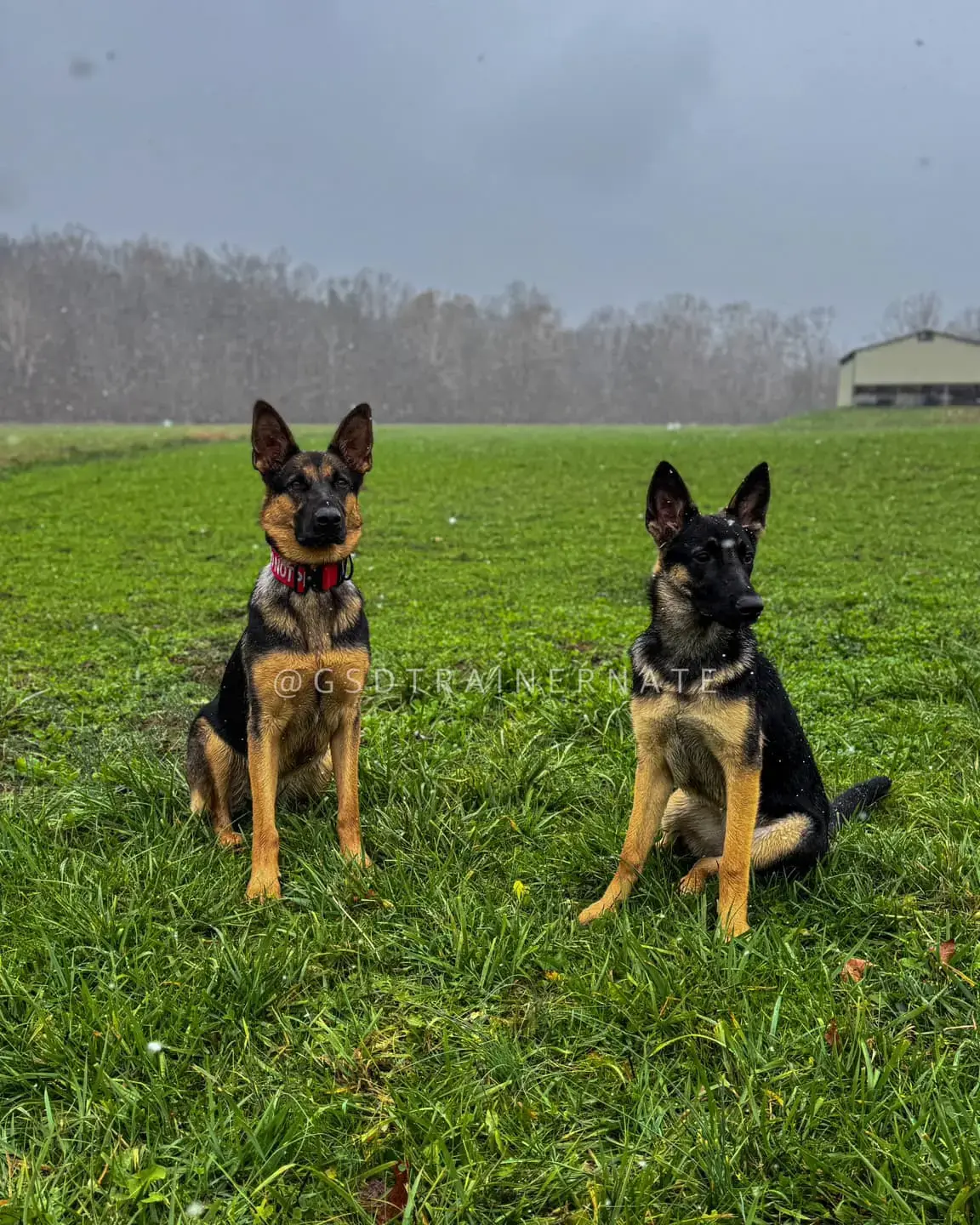 Two German Shepherds sitting side by side in an open field